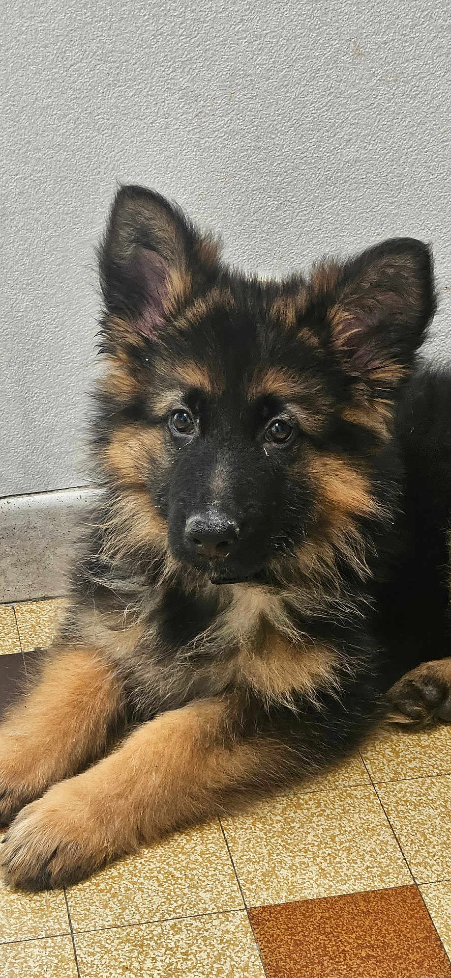 Atôm a rejoint le concours — aidez-le/la à gagner de superbes lots ! puppy, german_shepherd, dog, pet, animal, fur, ears, floor, tile, indoor, cute, young, canine, muzzle, portrait, laying, brown, black, whiskers, nose