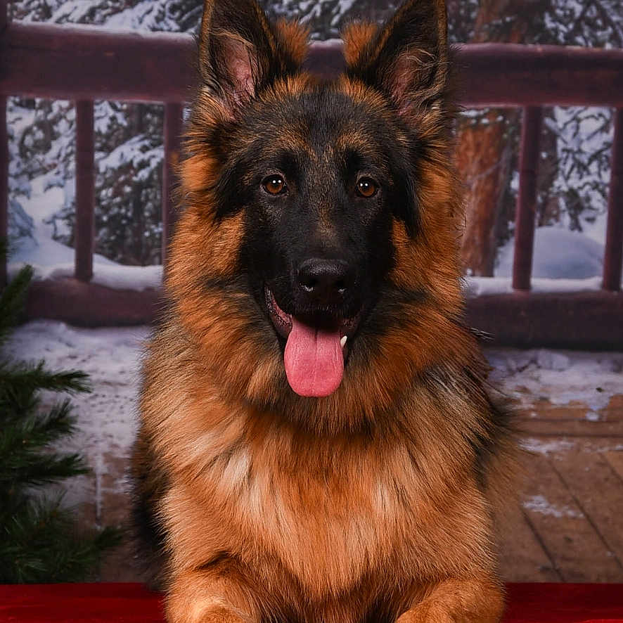Atôm participe au concours pour gagner de l'argent avec cette photo : animal, canine, dog, ears, expression, face, friendly, fur, german_shepherd, nature, outdoor, paw, pet, portrait, red_fabric, snow, tongue_out, tree, winter, wooden_railing