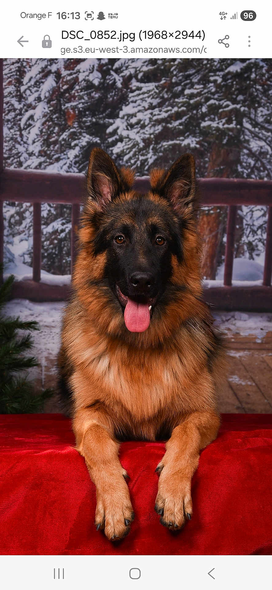 Atôm participe au concours pour gagner de l'argent avec cette photo : dog, german_shepherd, animal, pet, fur, tongue_out, portrait, red_fabric, snow, winter, tree, wooden_railing, outdoor, nature, friendly, canine, paw, face, ears, expression