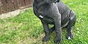 Koba is registered to the contest to win money with this photo: puppy, dog, grass, outdoor, fence, blue_eyes, pet, canine, young_dog, sitting, looking_away, fur, nature, animal, cute, playful, portrait, summer, daylight, adorable