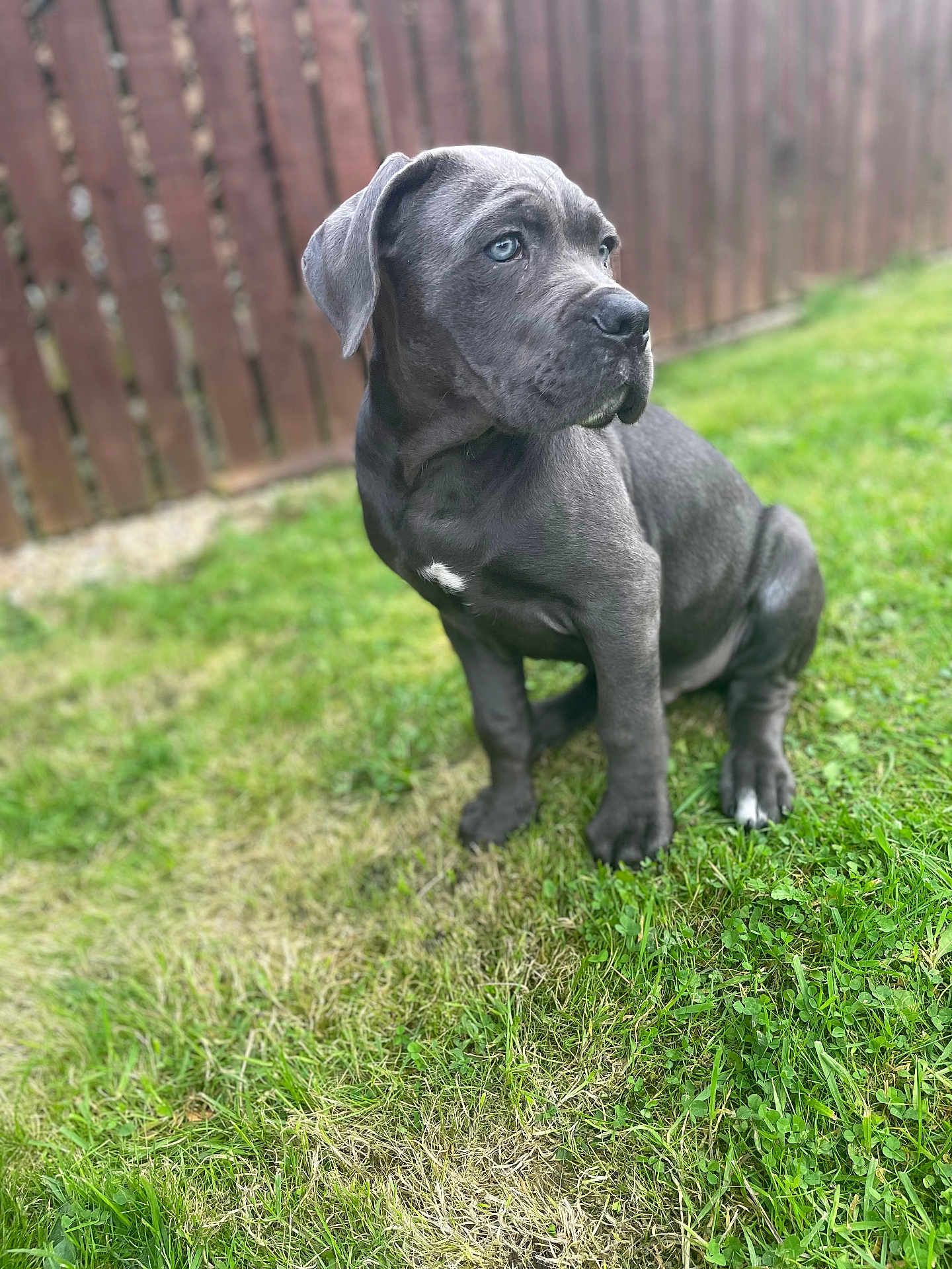 Koba is registered to the contest to win money with this photo: puppy, dog, grass, outdoor, fence, blue_eyes, pet, canine, young_dog, sitting, looking_away, fur, nature, animal, cute, playful, portrait, summer, daylight, adorable