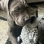 Koba joined the competition — help win amazing prizes! puppy, dog, toy, plush_toy, carpet, floor, indoor, pet, animal, cute, gray_fur, close_up, young_dog, playful, blanket, cozy, soft_lighting, fur, nostalgic, companion