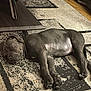 Koba joined the competition — help win amazing prizes! puppy, dog, sleeping, indoor, carpet, floor, wooden_floor, table, resting, pet, young_dog, cozy, relaxed, animal, domestic_animal, fur, paw, napping, home, quiet