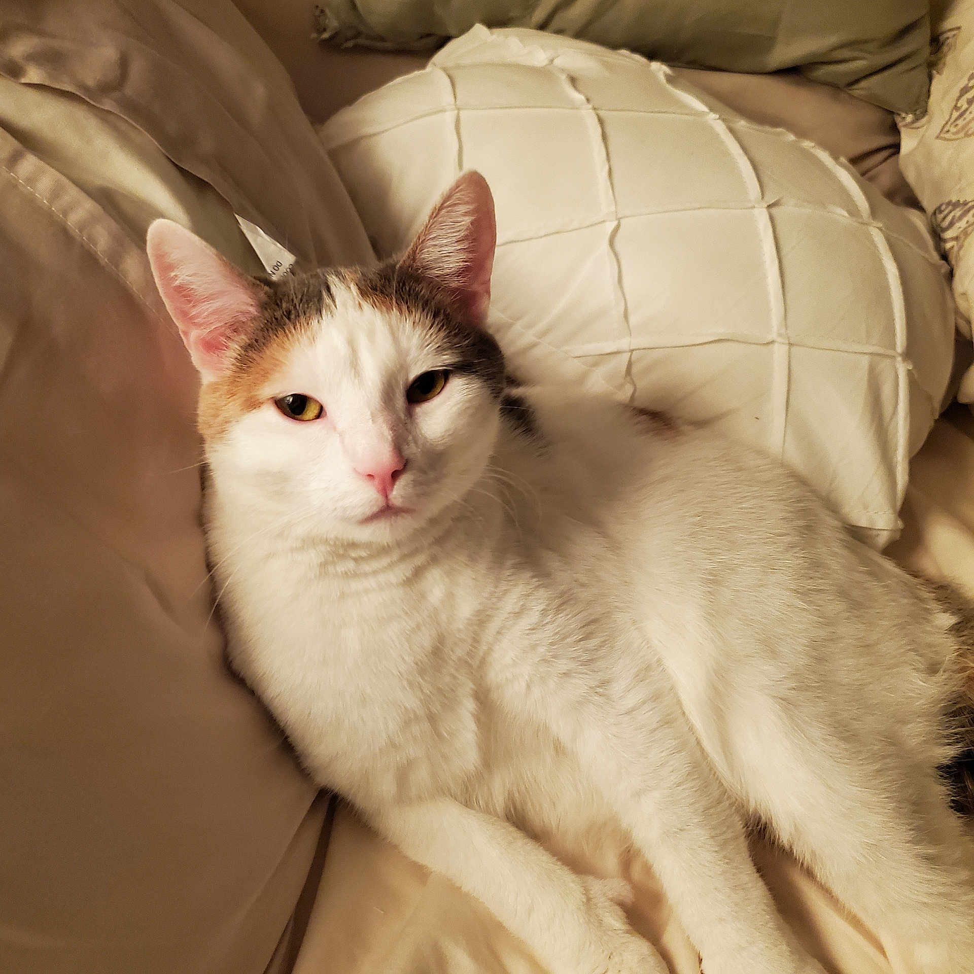 Bobbimagee joined the competition — help win amazing prizes! animal, bed, cat, closeup, comfortable, cozy, cute, domestic, ears, feline, fur, indoor, pet, pillow, relaxed, resting, sleeping_area, soft, whiskers, white_cat