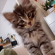 Arès participe au concours pour gagner de l'argent avec cette photo : kitten, cat, fluffy, indoor, curious, closeup, furniture, plant, paws, eyes, pet, cute, young, animal, home, soft, tabby, whiskers, cozy, portrait