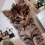 kitten, cat, fluffy, indoor, curious, closeup, furniture, plant, paws, eyes, pet, cute, young, animal, home, soft, tabby, whiskers, cozy, portrait