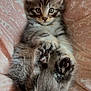 Arès a rejoint le concours — aidez-le/la à gagner de superbes lots ! kitten, cat, pet, animal, fluffy, paws, cute, lying_down, indoor, blanket, patterned, fur, young, domestic_cat, whiskers, tail, eyes, pink, white, relaxed