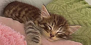 Arès a rejoint le concours — aidez-le/la à gagner de superbes lots ! kitten, cat, sleeping, nap, tabby, fur, paw, pink_pillow, green_blanket, cozy, indoor, cute, pet, resting, feline, soft, domestic_animal, young, animal, comfortable