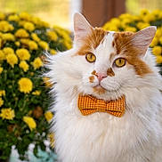 Butters joined the competition — help win amazing prizes! cat, fluffy, orange_and_white, bow_tie, yellow_flowers, outdoor, pet, portrait, close_up, animal, cute, feline, nature, garden, soft_fur, whiskers, ears, eyes, adorable, spring