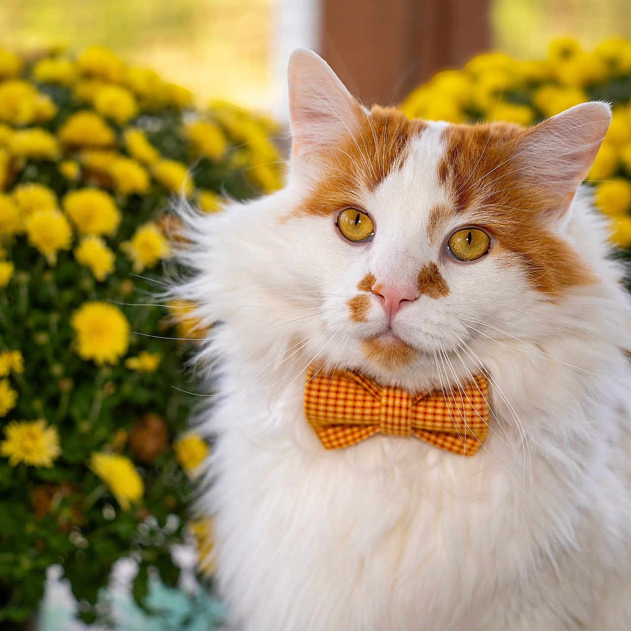 Butters joined the competition — help win amazing prizes! cat, fluffy, orange_and_white, bow_tie, yellow_flowers, outdoor, pet, portrait, close_up, animal, cute, feline, nature, garden, soft_fur, whiskers, ears, eyes, adorable, spring