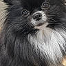 dog, pomeranian, black_and_white, fluffy, pet, leash, cute, small_dog, fur, animal, indoor, portrait, looking_up, adorable, domestic_animal, companion, canine, friendly, cute_pet, furry