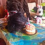 Chipie a rejoint le concours — aidez-le/la à gagner de superbes lots ! birthday_candle, black_dog, celebration, close_up, colorful, cream_filled, curious, decor, dog, food, furniture, indoor, minnie_mouse, pastry, pet, plant, plush_toy, sniffing, table, toy