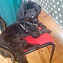 dog, black_dog, chair, red_chair, wooden_floor, polka_dot, tablecloth, indoor, pet, fur, cute, animal, relaxed, looking_at_camera, tongue_out, domestic_dog, four_legs, sitting, household, furniture