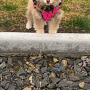 Nala joined the competition — help win amazing prizes! puppy, dog, pomeranian, pink_harness, fluffy_fur, grass, curb, gravel, rocks, outdoors, small_pet, front_view, standing, paws, ears, eyes, nose, cute, brown_fur, portrait