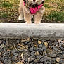 puppy, dog, pomeranian, pink_harness, fluffy_fur, grass, curb, gravel, rocks, outdoors, small_pet, front_view, standing, paws, ears, eyes, nose, cute, brown_fur, portrait