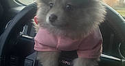 Nala joined the competition — help win amazing prizes! automobile, car_interior, close_up, cute, dashboard, dog, fluffy, ford_logo, front_paws, overcast, pet, pink_shirt, pomeranian, portrait, puppy, sitting, soft_fur, steering_wheel, trees, window