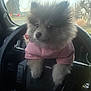 dog, puppy, pomeranian, fluffy, pink_shirt, steering_wheel, car_interior, dashboard, ford_logo, window, trees, overcast, close_up, cute, pet, front_paws, sitting, portrait, soft_fur, automobile