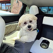 Cosmo joined the competition — help win amazing prizes! dog, pet_seat, car_interior, white_fur, fluffy, happy, sunlight, seat, window, collar, car_seat, dog_bed, smiling, vehicle, backseat, dog_face, cozy, resting, domestic_animal, travel