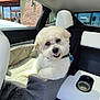 dog, pet_seat, car_interior, white_fur, fluffy, happy, sunlight, seat, window, collar, car_seat, dog_bed, smiling, vehicle, backseat, dog_face, cozy, resting, domestic_animal, travel