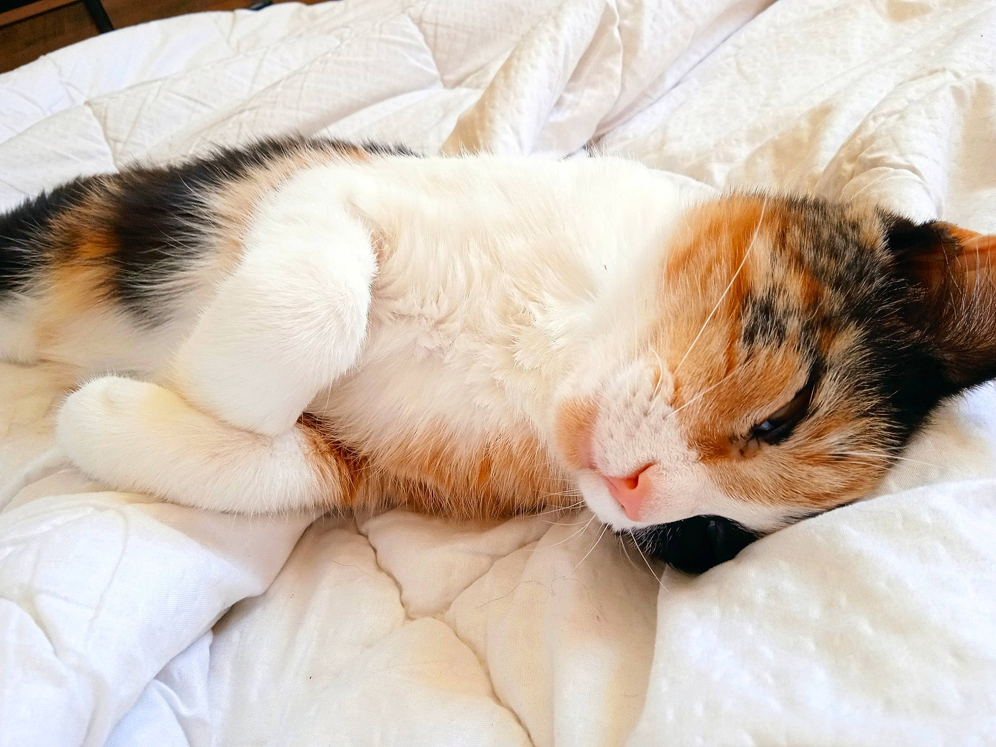 Maddy participe au concours pour gagner de l'argent avec cette photo : carnivore, cat, claw, comfort, domestic_short_haired_cat, ear, eyelash, fawn, felidae, fur, linens, nap, paw, sleep, small_to_medium_sized_cats, snout, tail, whiskers