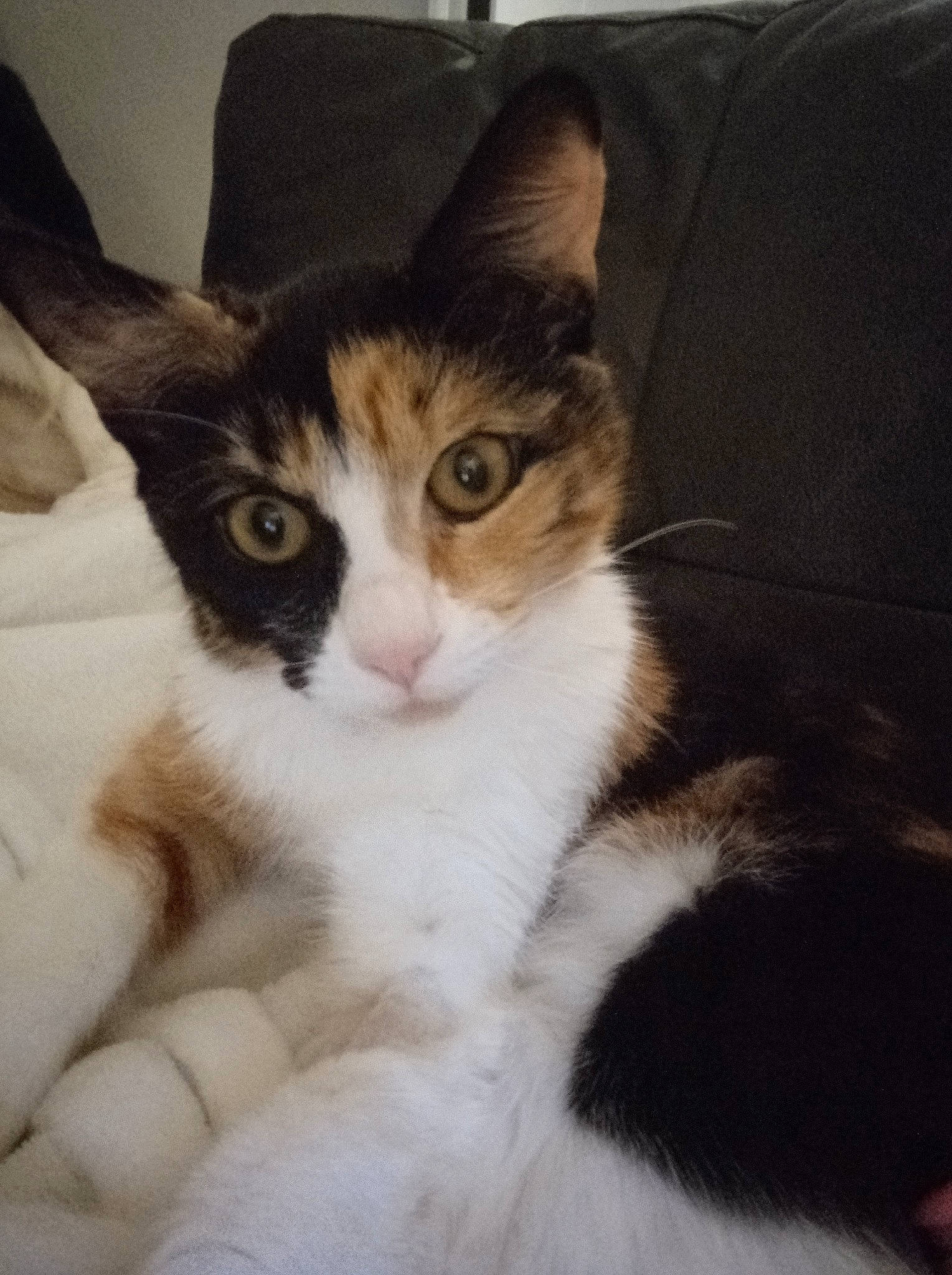 Maddy participe au concours pour gagner de l'argent avec cette photo : carnivore, cat, claw, comfort, couch, domestic_short_haired_cat, felidae, foot, fur, paw, small_to_medium_sized_cats, tail, terrestrial_animal, whiskers, window