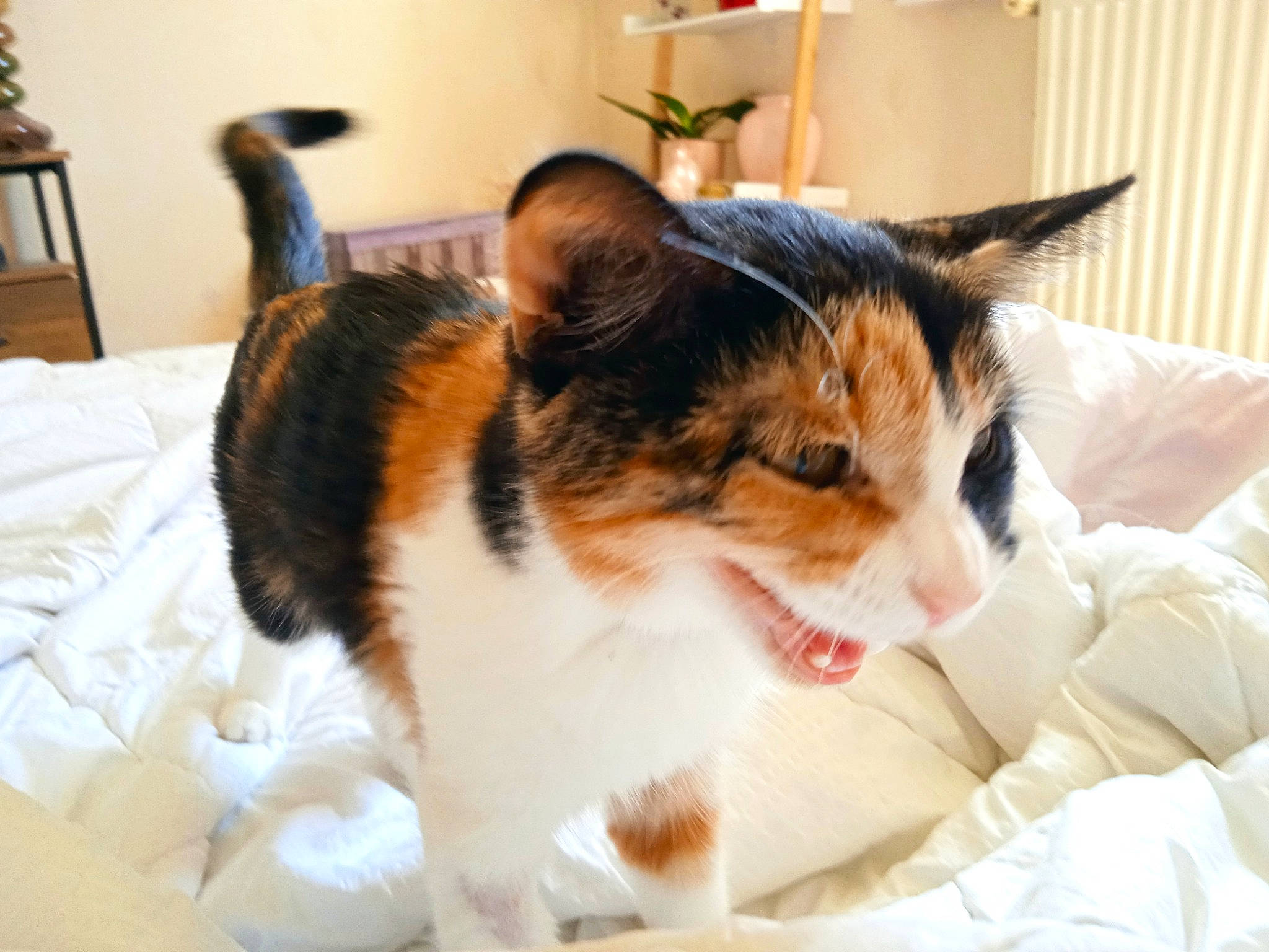 Maddy participe au concours pour gagner de l'argent avec cette photo : carnivore, cat, chair, comfort, domestic_short_haired_cat, felidae, fur, houseplant, linens, pet_supply, plant, room, small_to_medium_sized_cats, snout, tail, whiskers