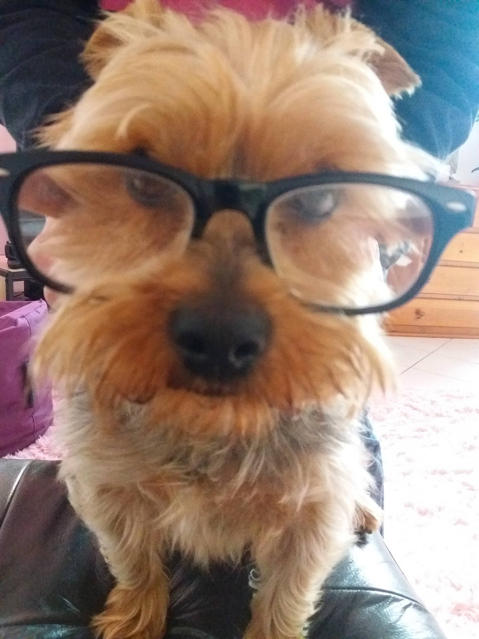 Jesse a rejoint le concours — aidez-le/la à gagner de superbes lots ! beard, canidae, carnivore, companion_dog, dog, dog_breed, ear, eyewear, facial_hair, fawn, fur, glasses, personal_protective_equipment, snout, sporting_group, sunglasses, toy_dog, vision_care, whiskers, working_animal