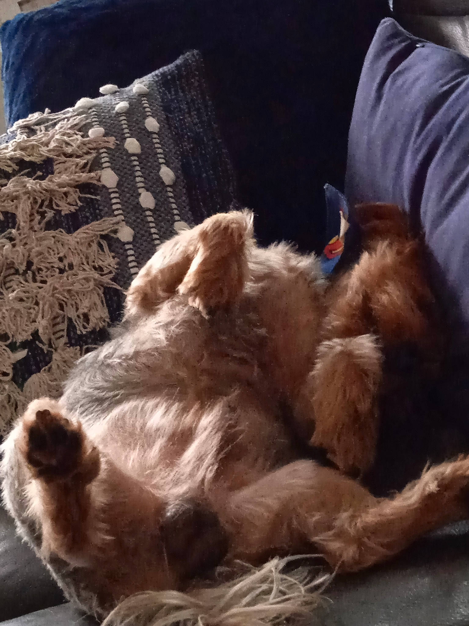 Jesse a rejoint le concours — aidez-le/la à gagner de superbes lots ! canidae, carnivore, cat, claw, comfort, companion_dog, dog_breed, fawn, felidae, fur, human_leg, nap, paw, small_to_medium_sized_cats, snout, sporting_group, tail, terrestrial_animal, whiskers, wood