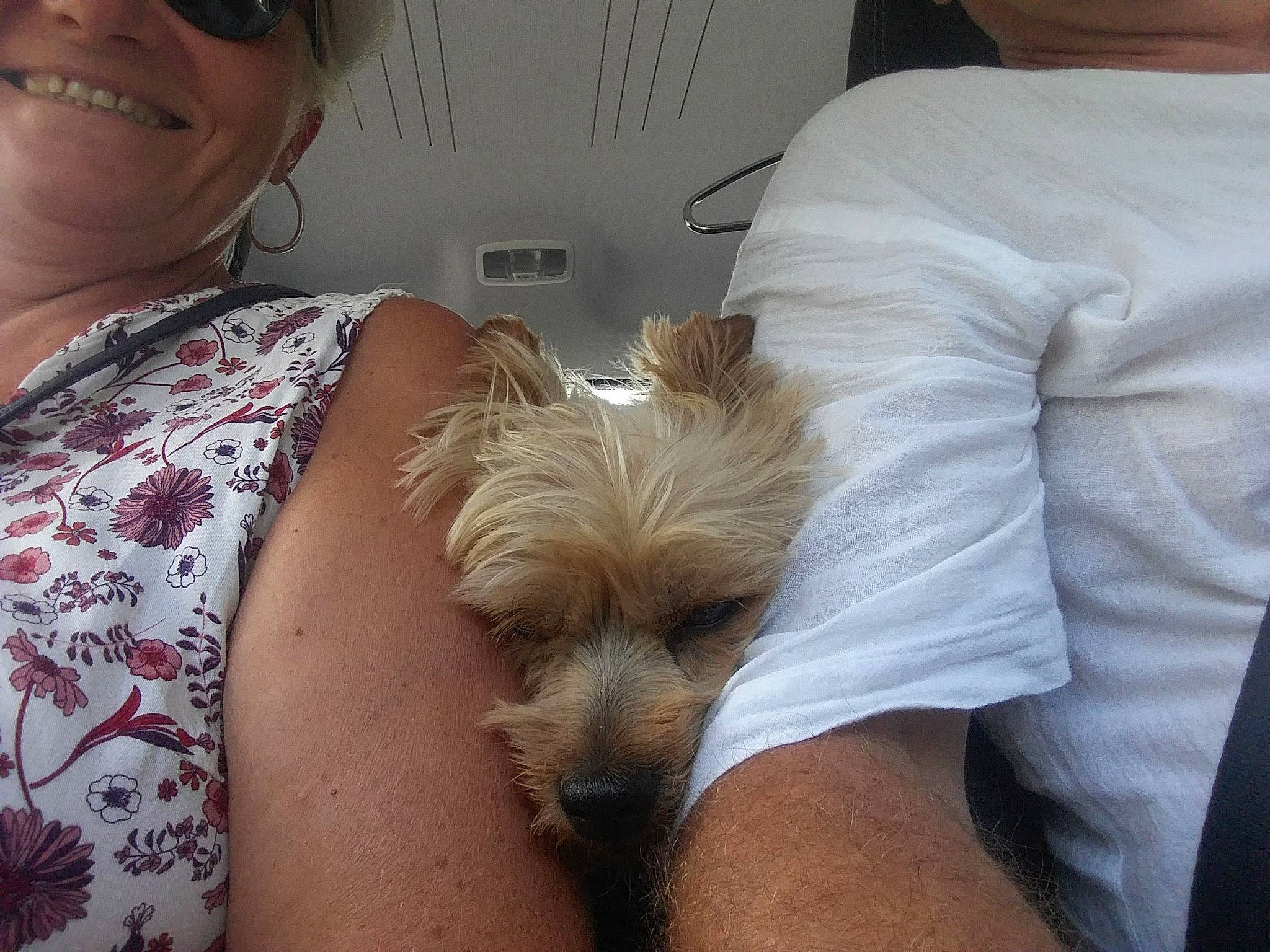 Jesse participe au concours pour gagner de l'argent avec cette photo : carnivore, chest, comfort, companion_dog, dog, dog_breed, eyewear, fawn, goggles, head, human_leg, smile, snout, sunglasses, thigh, toy_dog, trunk, vision_care, working_animal, wrist