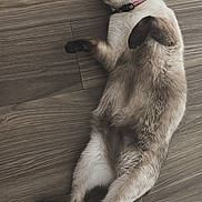Stella is registered to the contest to win money with this photo: cat, siamese, pet, animal, floor, wooden_floor, relaxed, lying_down, fur, whiskers, ears, tail, collar, indoor, cute, domestic_animal, paws, mammal, curious, resting