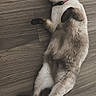 cat, siamese, pet, animal, floor, wooden_floor, relaxed, lying_down, fur, whiskers, ears, tail, collar, indoor, cute, domestic_animal, paws, mammal, curious, resting