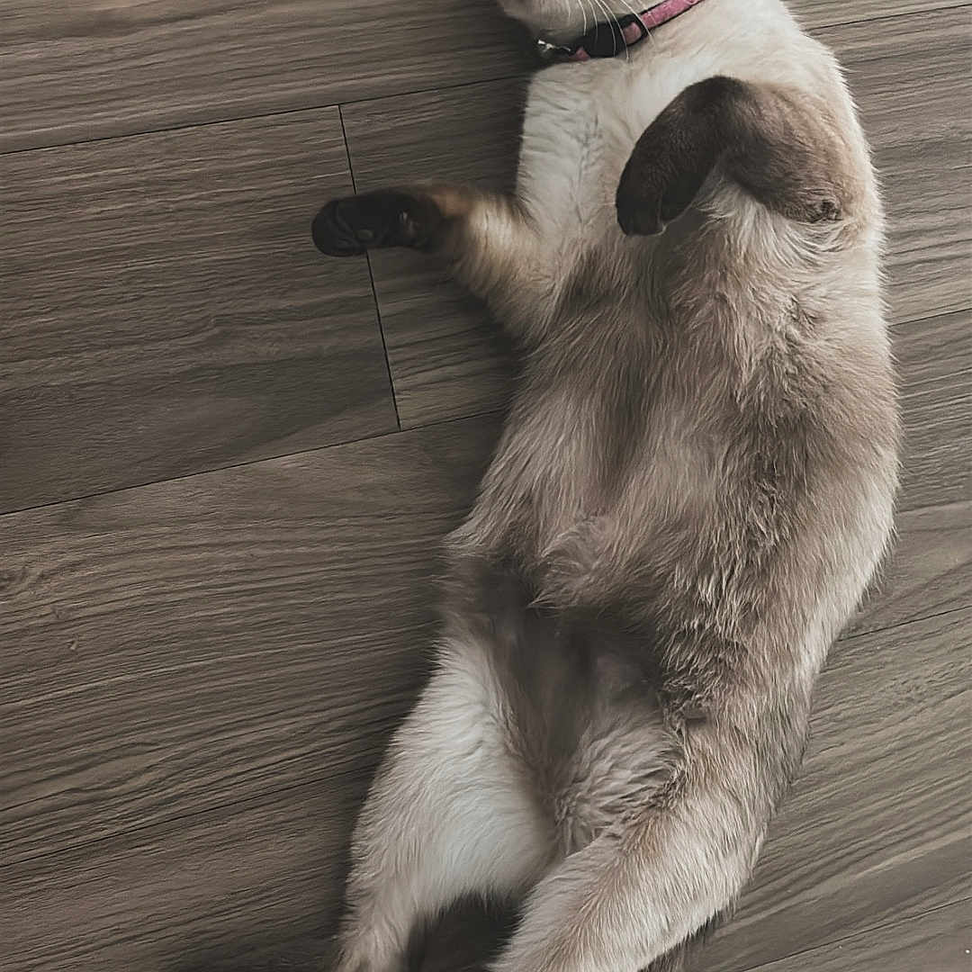 Stella