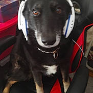 Lilo joined the competition — help win amazing prizes! animal, black_dog, black_fur, chair, collar, dog, ears, eyes, fur, furniture, gaming_chair, headphones, home, indoor, looking, nose, pet, pet_accessory, seat, white_chest