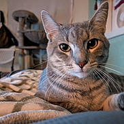 Savu is registered to the contest to win money with this photo: cat, tabby, close_up, indoor, pet, whiskers, blanket, feline, animal, relaxed, cozy, household, curious, soft_light, domestic, ears, face, bedroom, furniture, cat_tree