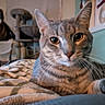 cat, tabby, close_up, indoor, pet, whiskers, blanket, feline, animal, relaxed, cozy, household, curious, soft_light, domestic, ears, face, bedroom, furniture, cat_tree