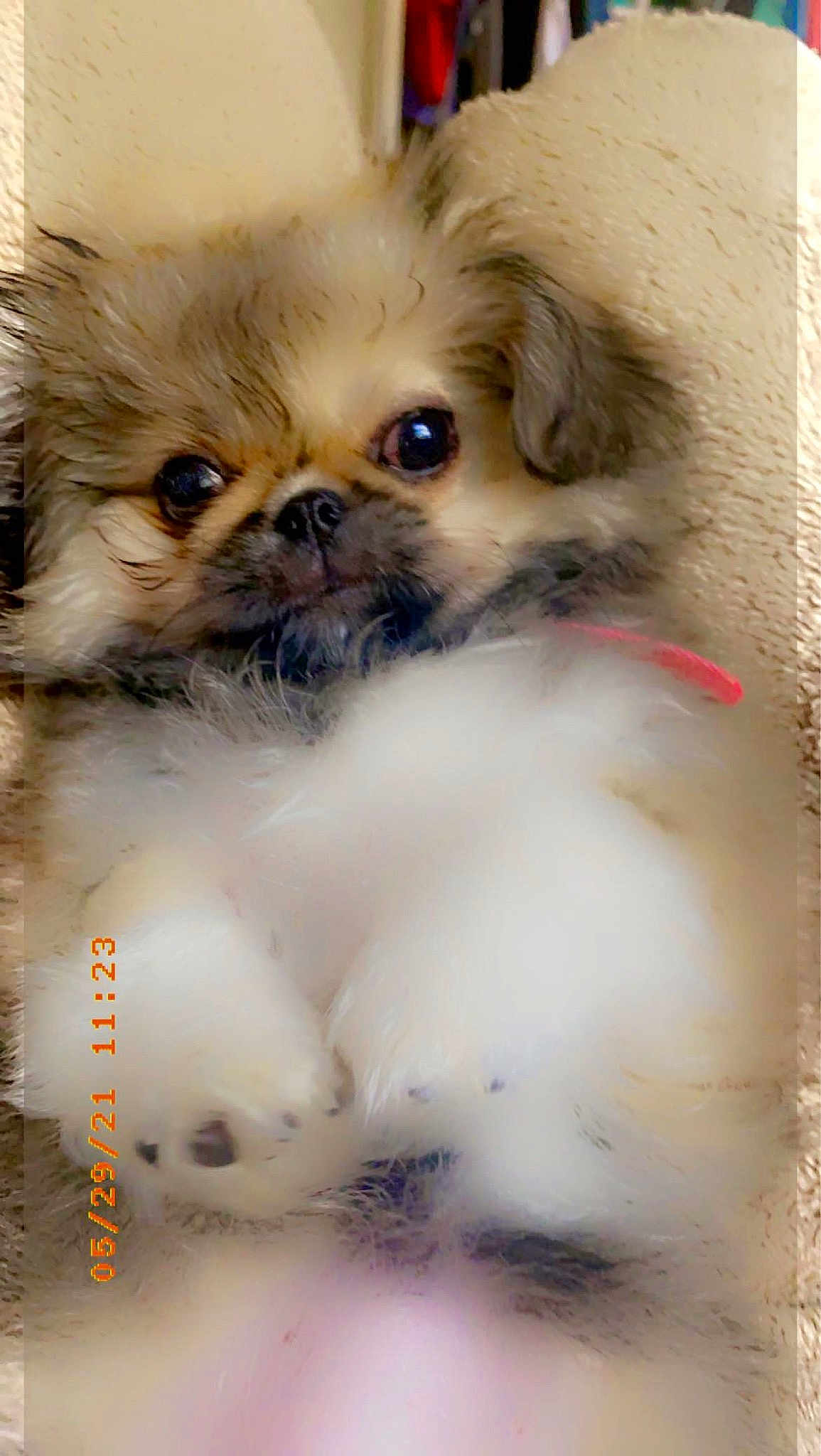 Miss Precious