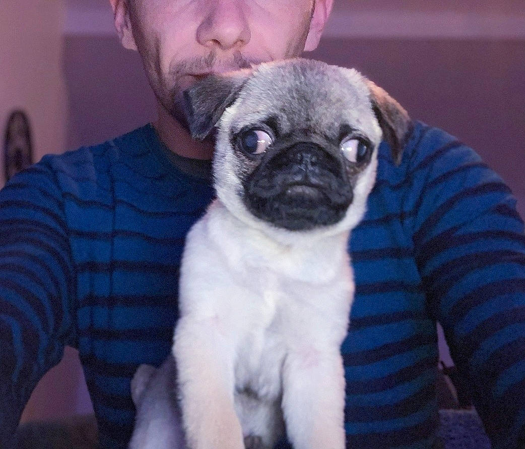 Tina a rejoint le concours — aidez-le/la à gagner de superbes lots ! beard, canidae, carnivore, comfort, companion_dog, dog, dog_breed, ear, electric_blue, fawn, grey, human_body, mammal, pug, sleeve, snout, sporting_group, terrestrial_animal, toy_dog, whiskers