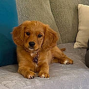 Tallahassee is registered to the contest to win money with this photo: puppy, dog, golden_retriever, couch, pillows, indoor, pet, fur, cute, relaxed, animal, young_dog, collar, nose, ears, paw, home, cozy, looking_at_camera, portrait