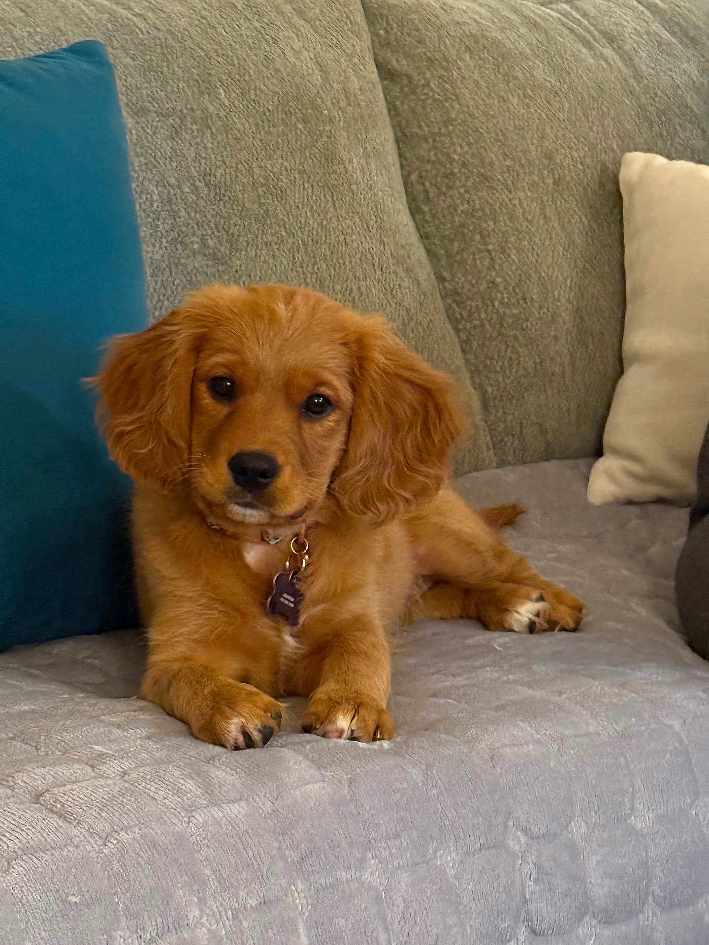 Tallahassee is registered to the contest to win money with this photo: puppy, dog, golden_retriever, couch, pillows, indoor, pet, fur, cute, relaxed, animal, young_dog, collar, nose, ears, paw, home, cozy, looking_at_camera, portrait