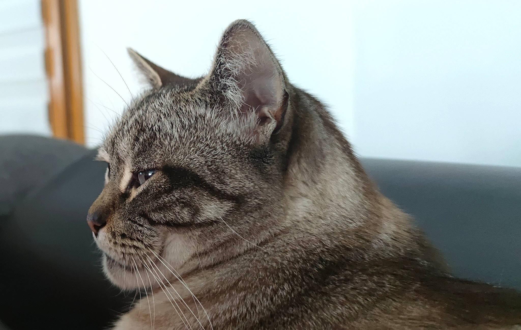 Olaf participe au concours pour gagner de l'argent avec cette photo : carnivore, cat, domestic_short_haired_cat, felidae, fur, grey, paw, small_to_medium_sized_cats, snout, tail, terrestrial_animal, whiskers, wildlife, window