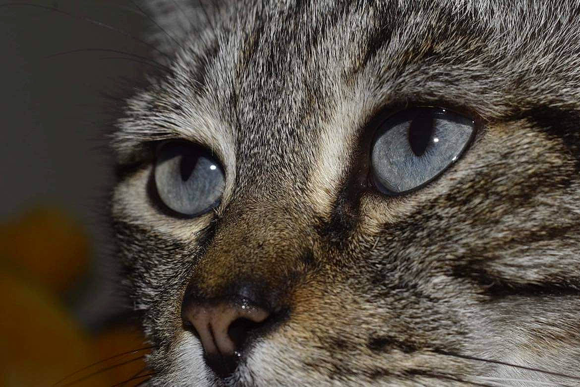 Olaf participe au concours pour gagner de l'argent avec cette photo : carnivore, cat, close_up, domestic_short_haired_cat, felidae, fur, iris, small_to_medium_sized_cats, snout, terrestrial_animal, whiskers, wildlife