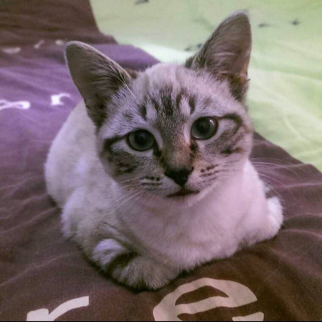 Olaf a rejoint le concours — aidez-le/la à gagner de superbes lots ! carnivore, cat, cat_supply, domestic_short_haired_cat, door, felidae, fur, paw, pet_supply, photo_caption, rectangle, small_to_medium_sized_cats, snout, square, terrestrial_animal, whiskers, window