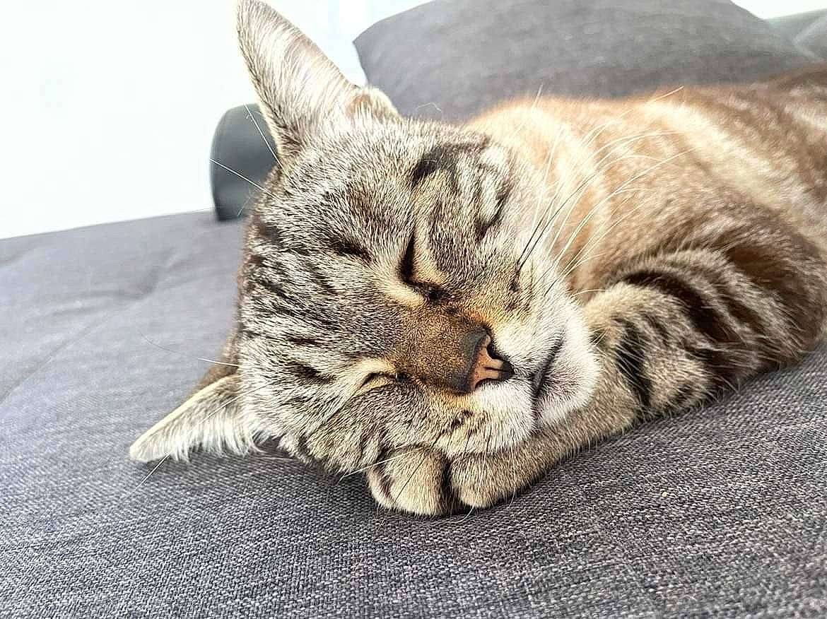 Olaf participe au concours pour gagner de l'argent avec cette photo : carnivore, cat, claw, comfort, domestic_short_haired_cat, felidae, fur, grey, nap, paw, sitting, sleep, small_to_medium_sized_cats, snout, tail, terrestrial_animal, whiskers, wildlife