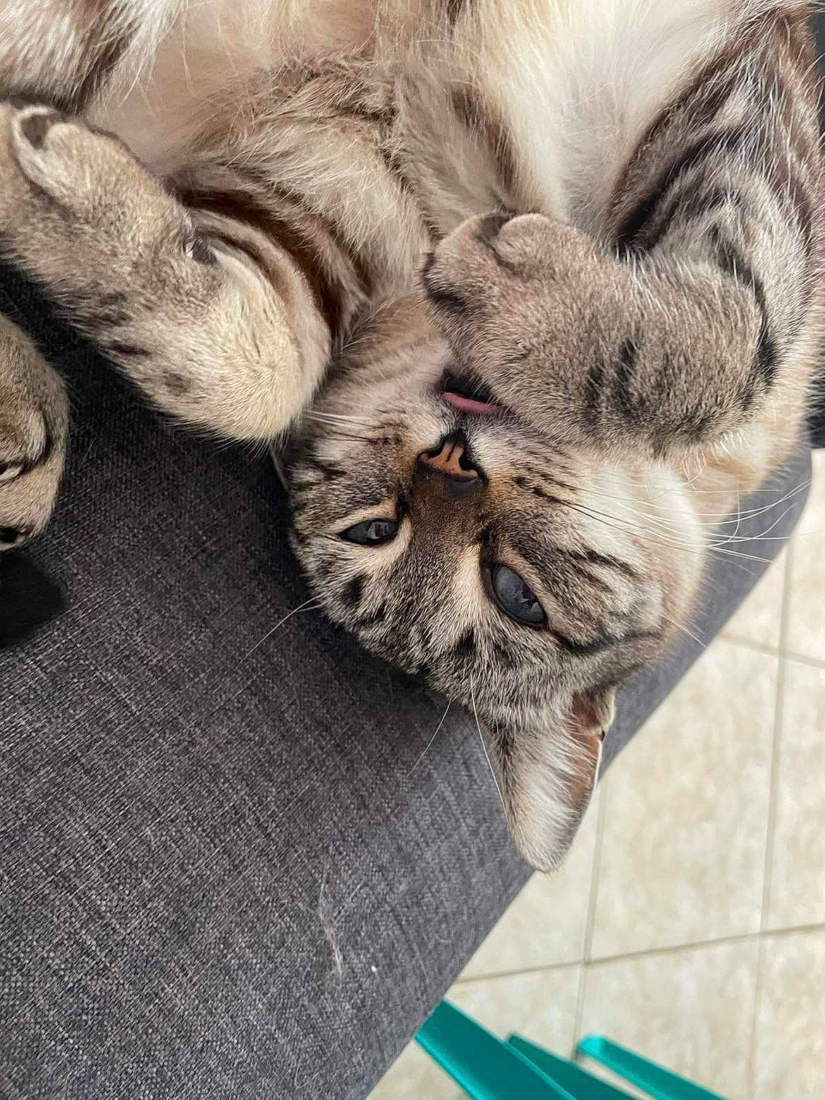 Olaf participe au concours pour gagner de l'argent avec cette photo : carnivore, cat, claw, comfort, domestic_short_haired_cat, fawn, felidae, fur, grey, nap, paw, plant, small_to_medium_sized_cats, snout, tail, terrestrial_animal, whiskers, wood, wrinkle