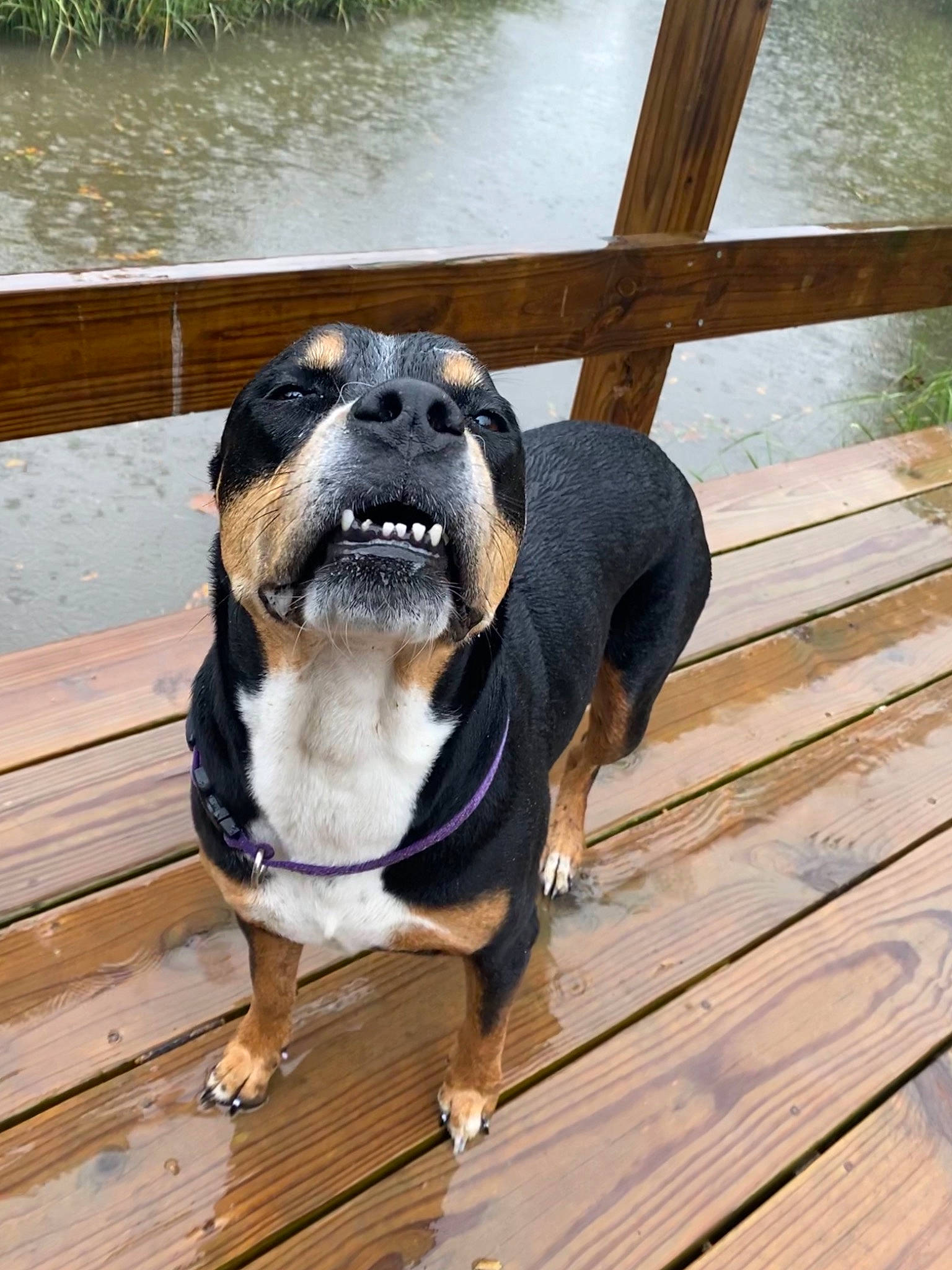 Gigi joined the competition — help win amazing prizes! canidae, carnivore, collar, companion_dog, dog, dog_breed, dog_collar, fawn, fence, hardwood, hound, lake, pet_supply, plank, plant, snout, sporting_group, water, wood, working_animal