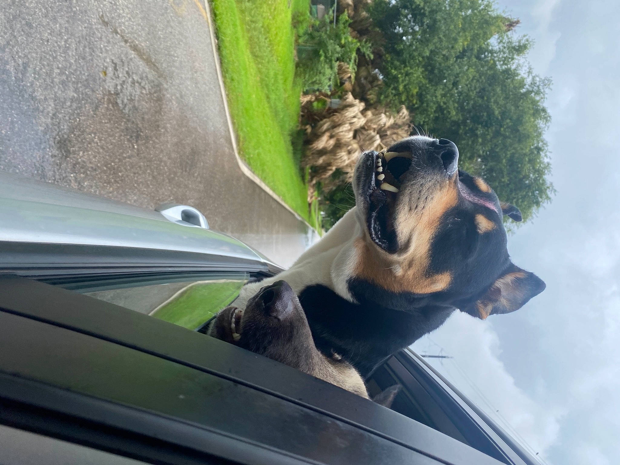 Gigi is registered to the contest to win money with this photo: automotive_exterior, car, carnivore, cloud, collar, companion_dog, dog, dog_breed, dog_collar, fawn, hood, motor_vehicle, plant, sky, snout, sporting_group, tree, vehicle, vehicle_door, window