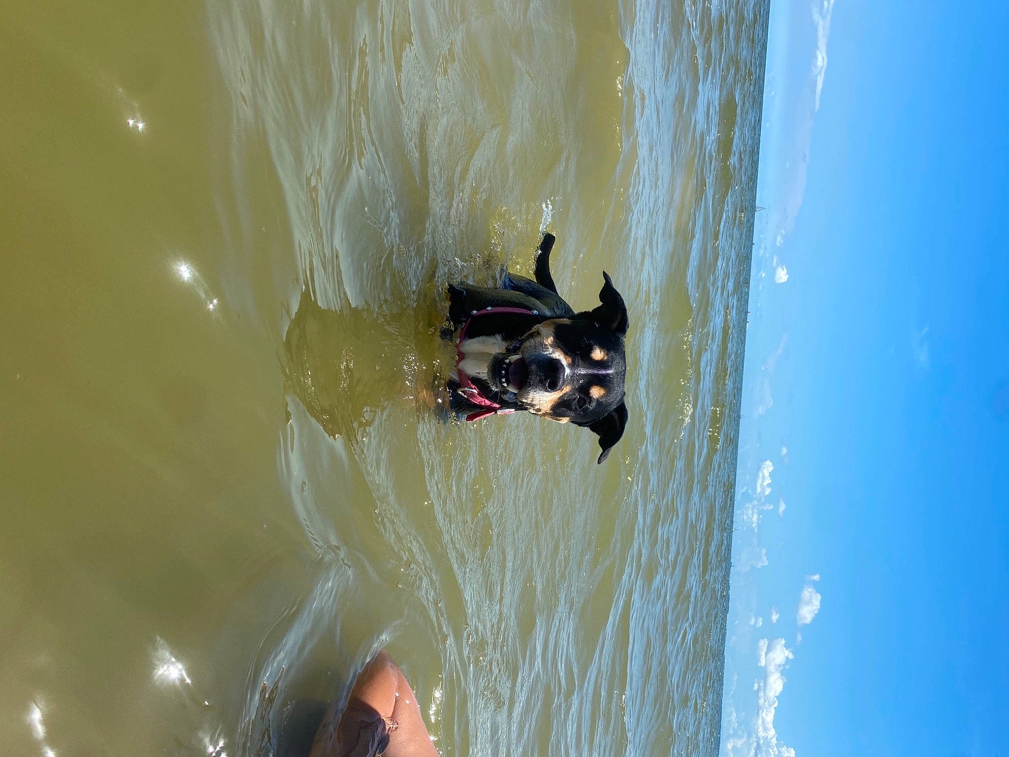 Gigi is registered to the contest to win money with this photo: adventure, beach, boats_and_boating_equipment_and_supplies, body_of_water, extreme_sport, fluid, fun, lake, leisure, recreation, reflection, sky, surface_water_sports, surfing_equipment, tree, water, watercourse, wave, wind, wind_wave