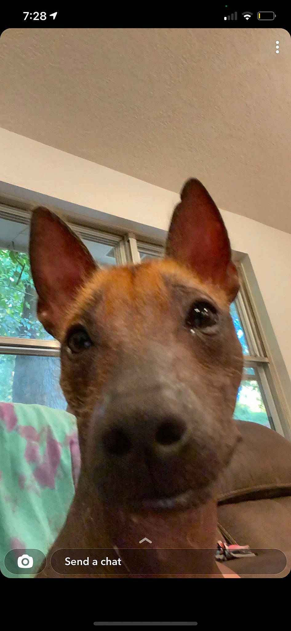 Bean is registered to the contest to win money with this photo: canidae, carnivore, collar, companion_dog, dog, dog_breed, ear, fawn, fur, jaw, non_sporting_group, pet_supply, snout, sporting_group, terrestrial_animal, whiskers, window, wood, working_animal, working_dog