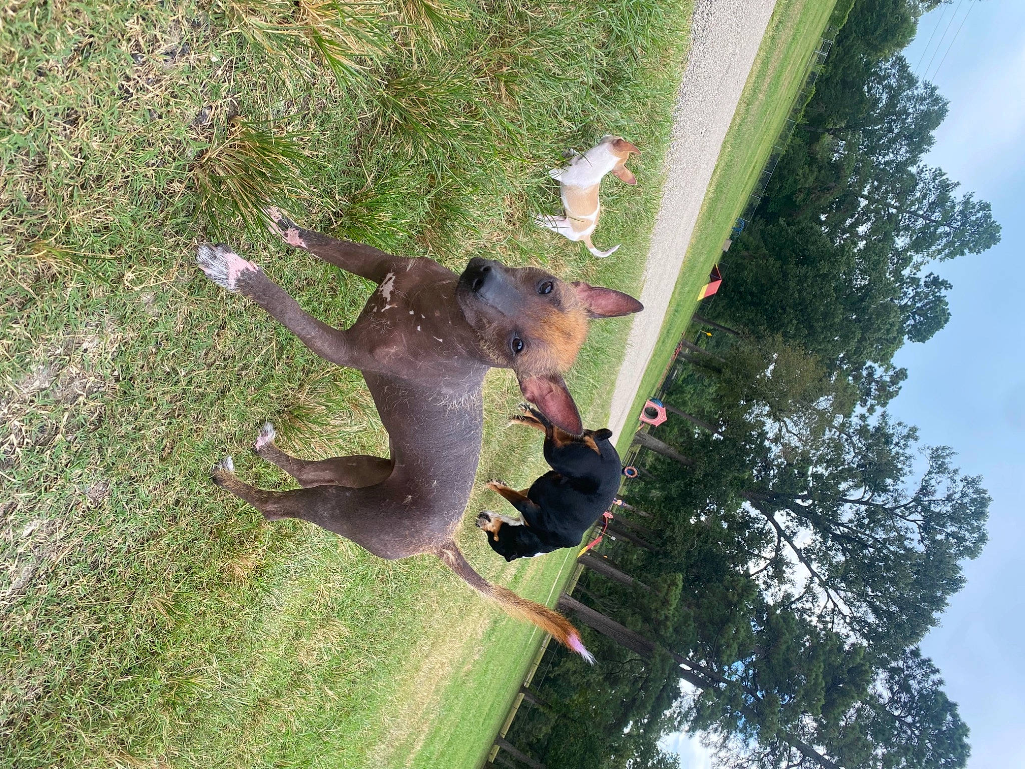 Bean joined the competition — help win amazing prizes! fun, grass, happy, leisure, people_in_nature, plant, reflection, sky, tail, terrestrial_plant, tree, trunk