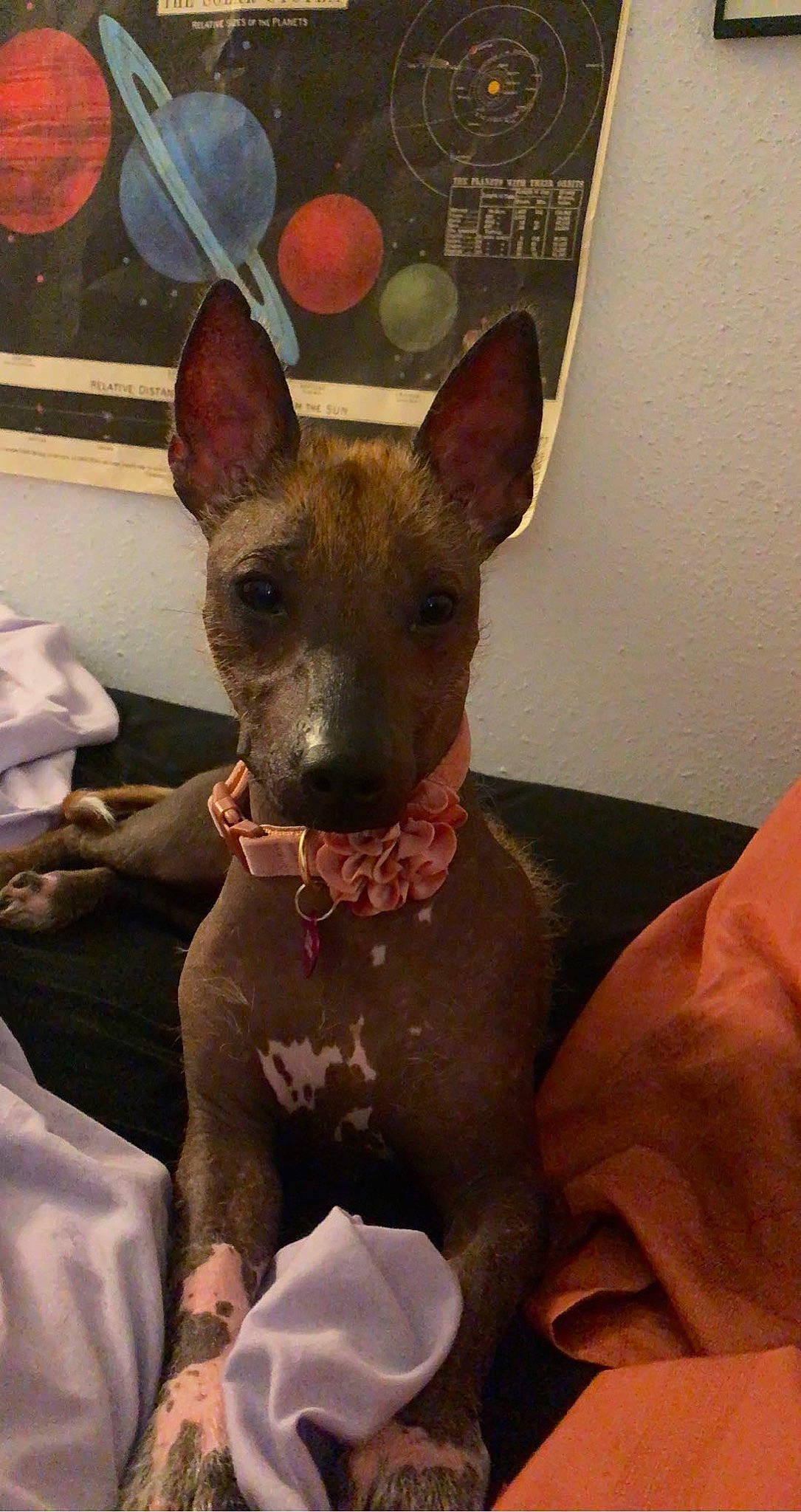 Bean is registered to the contest to win money with this photo: ancient_dog_breeds, canidae, carnivore, comfort, companion_dog, dog, dog_breed, ear, fawn, foot, fur, mexican_hairless_dog, non_sporting_group, snout, sporting_group, terrestrial_animal, throat, toy_dog, whiskers, working_animal